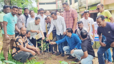 ডা. জুবাইদা রহমানের জন্মবার্ষিকীতে সিলেটে যুবদলের বৃক্ষরোপণ কর্মসূচি পালন