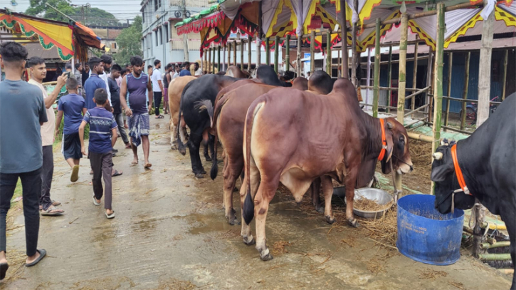 সিলেটে ভারতীয় চোরাচালানের গরু নিয়ে দুশ্চিন্তায় ব্যবসায়ীরা