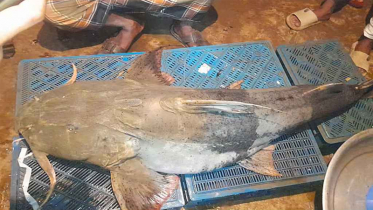 সুনামগঞ্জে ৪২ কেজির বাঘাইড় ৪৫ হাজার টাকায় বিক্রি